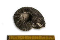 F 02102
<br/>
<br/>
<em></em>